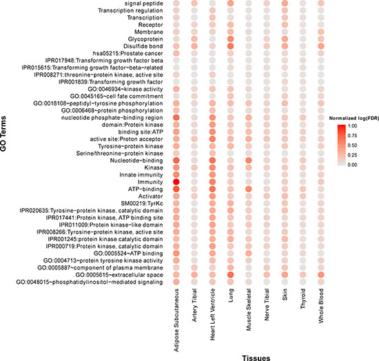Top 40 frequently enriched GO terms and KEGG pathways of age co-expressed genes across multiple tissues.
