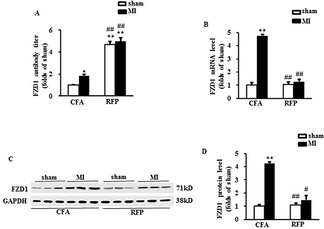 Treatment with RFP provoked auto-immunization in mice.