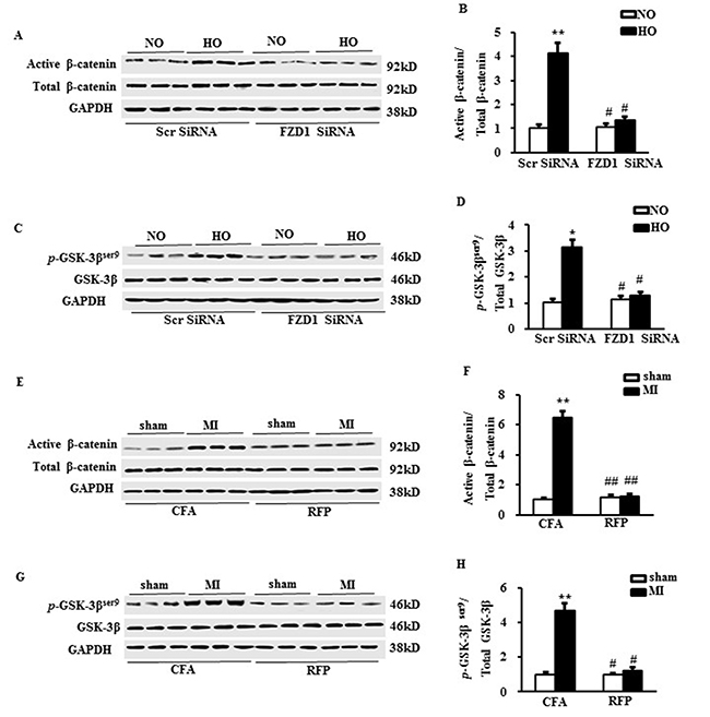 RFP inhibited the canonical Wnt signalling pathway.