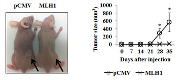 Expression of MLH1 suppresses growth of DU145 cells