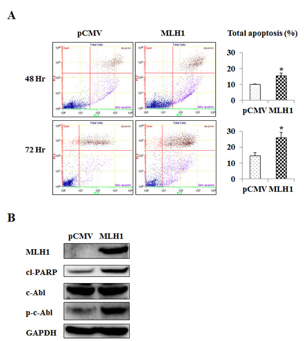 MLH1 expression upregulates apoptosis and phosphorylated c-Abl (p-c-Abl).