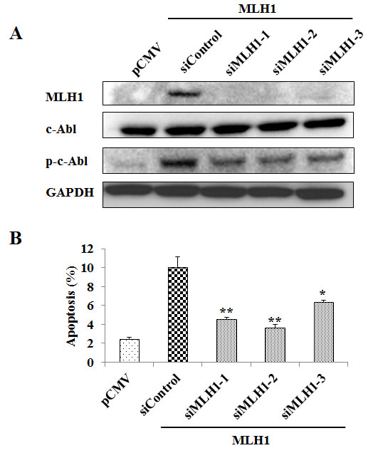 MLH1 knockdown reduces phosphorylated c-Abl (p-c-Abl) and apoptosis.