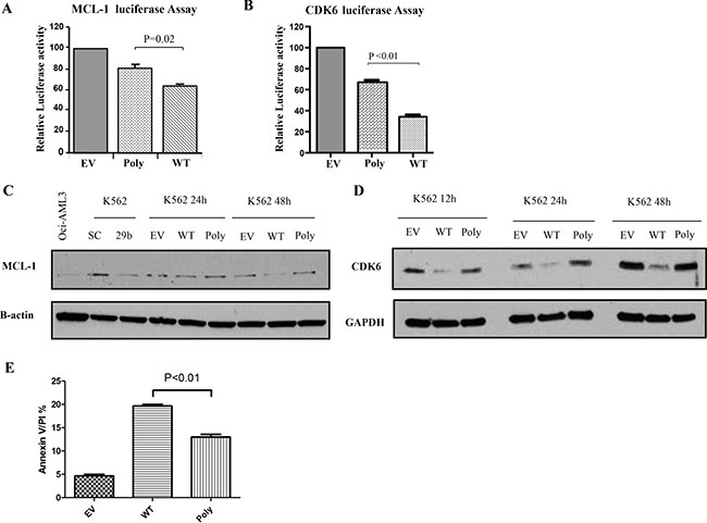 The polymorphism dampens the targeting efficiency and tumor suppressor function of the miR-29b-1/miR-29a cluster.