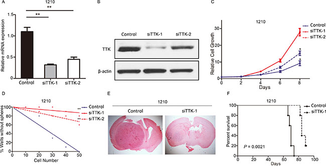 TTK was functionally required for proliferation, self-renewal and in vivo tumorigenesis of GSCs.