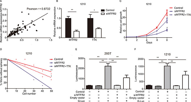 TTK is transcriptionally regulated by MTFR2.