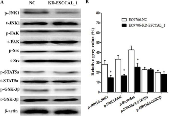 Down-regulation of ESCCAL_1 decreased protein levels of p-JNK1, p-FAK and p-Src confirmed by western blot assay.