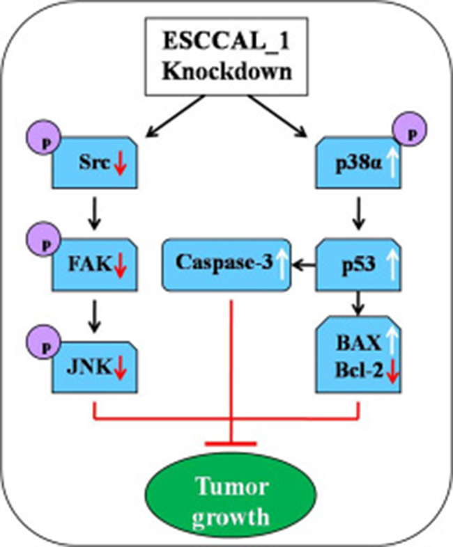 Diagram illustrates the underlying mechanism of ESCCAL_1 knockdown inhibits tumor growth in nude mice.