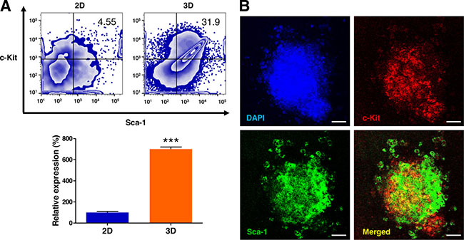 3D microenvironment in AmCA hydrogels augments the lymphoma stem cell population in 3D lymphoma spheroids compared to their 2D cultures.