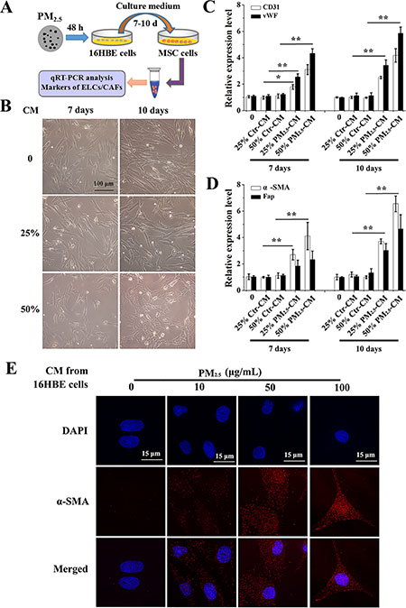 Conditioned medium from PM2.5-treated 16HBE cells induces the differentiation of BMSCs.