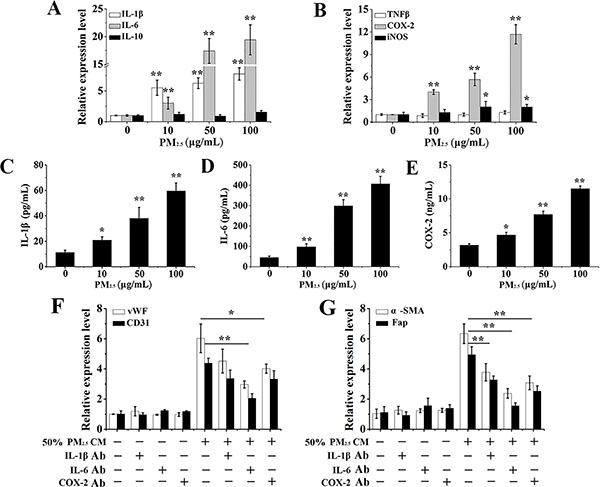 The effects of PM2.5-induced inflammatory cytokines from 16HBE cells on BMSCs differentiation.