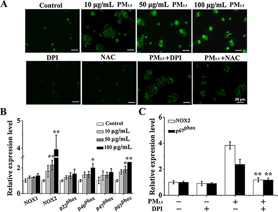 PM2.5 elevates the ROS production from NOX in 16HBE cells.