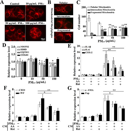 The differentiation of BMSCs provoked by inflammatory cytokines is mediated by PM2.5-induced ROS from mitochondria.