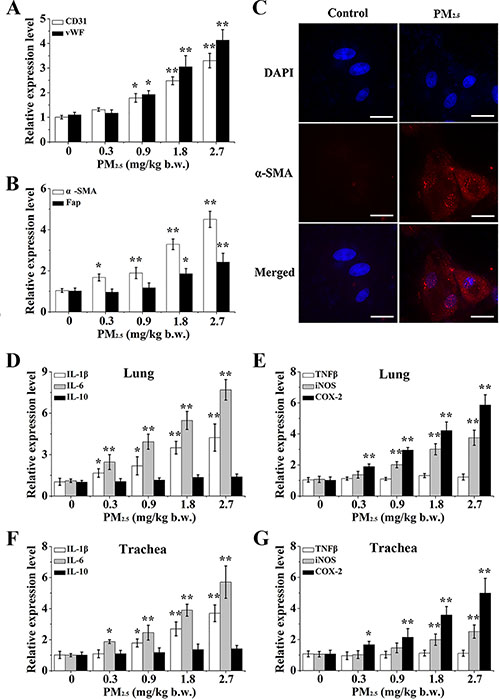 The differentiation of BMSC and inflammatory response caused by PM2.5 in vivo.