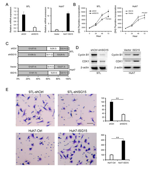 ISG15 promotes cancerous proliferation, migration and involves in cell cycle.