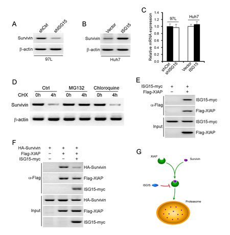 ISG15 maintains Survivin protein stabilization via XIAP.