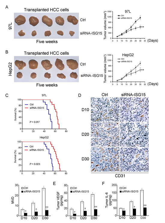 ISG15 silencing inhibits tumor growth, angiogenesis and prolongs tumor-bearing mice lifespan.