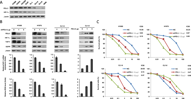PD-L1, HIF-1&#x03B1;, and YAP1 are concomitantly expressed, and PD-L1 may confer TKI resistance in EGFR-mutated and EGFR-WT cells.