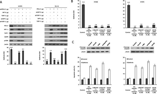 PD-L1-mediated YAP1 expression is responsible for TKI resistance in NSCLC cells.