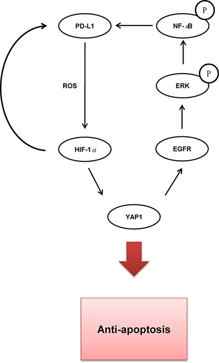 The possible route for the mechanistic action of PD-L1-induced YAP1 expression in TKI resistance of lung cancer.