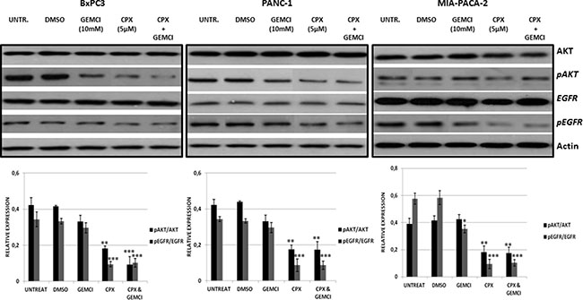 CPX treatment more down-regulate pEGFR and pAKT (S473) more efficiently in comparison with gemcitabine treatment.