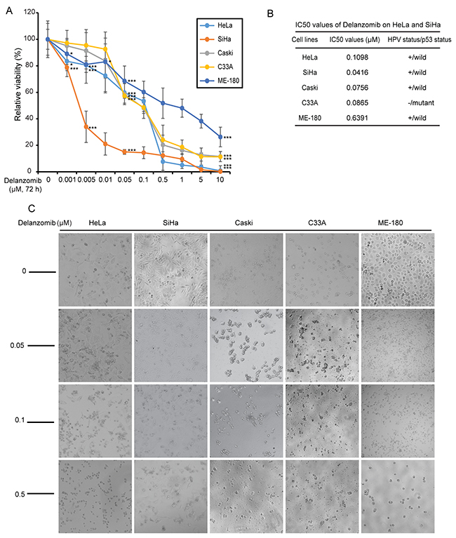 Delanzomib inhibits cervical cancer cell proliferation.