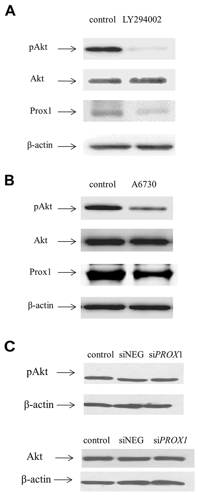 Inhibiting the PI3K/AKT pathway inhibits PROX1 expression, as shown by Western blot.