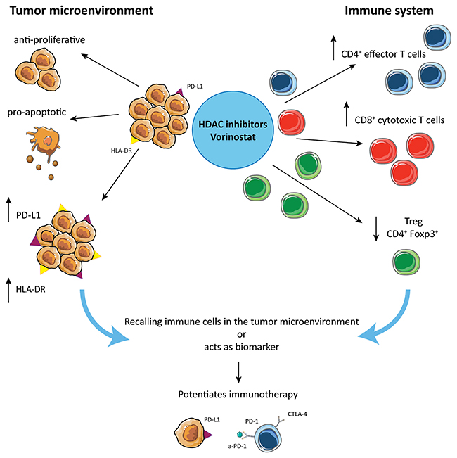 Hypothetical mechanism by which HDACi potentiate checkpoint inhibitors treatment in TNBC.