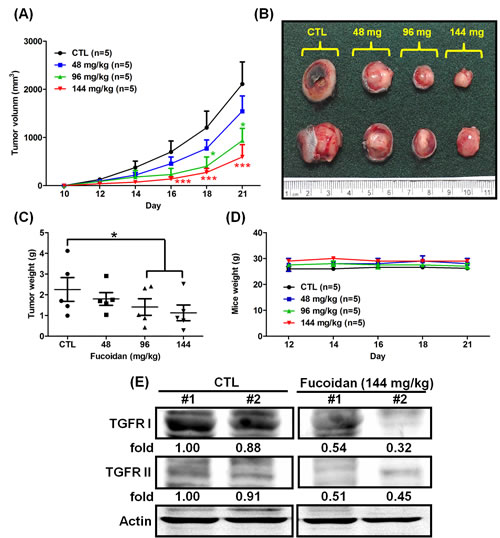 Fucoidan inhibits tumorigenesis in LLC1 cell-xenograft male C57BL6 mice.