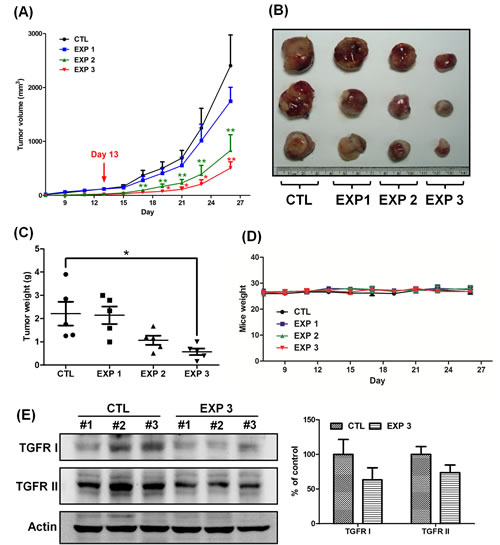 Continuous treatment of fucoidan has a greater efficacy in reducing the tumor volume and inhibits the expression of TGFRI and TGFRII.