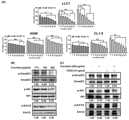 Fucoidan inhibits proliferation and decreases TGFR-mediated Smad and non-Smad pathway activity in lung cancer cells.