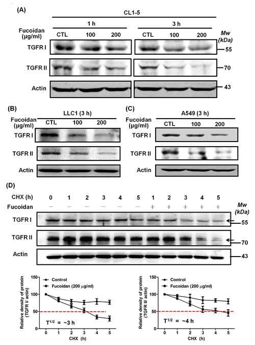 Fucoidan reduces the expression of TGFRI and TGFRII proteins by potentially accelerating protein degradation in NSCLCs.