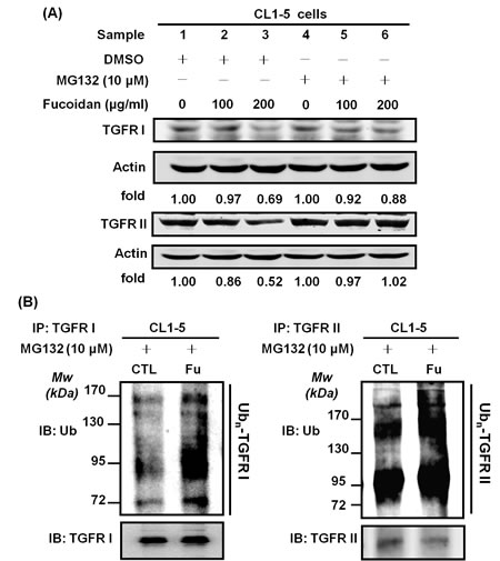 Fucoidan enhances the proteasome-mediated degradation/ubiquitination of TGFRs in NSCLCs.