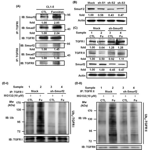 Fucoidan enhances the conjugation of Smurf2/Smad7 on TGFRs, and Smurf2-shRNA (sh-Smurf2) interferes with/disturbs