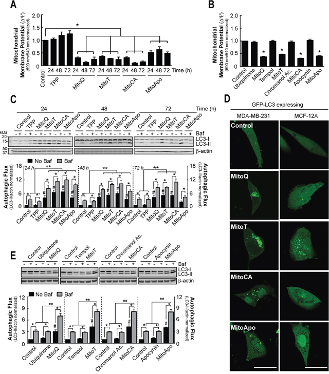 Prolonged MTA exposed MDA-MB-231 cells do not recover mitochondrial membrane potential but increase autophagic flux in MDA-MB-231 cells.