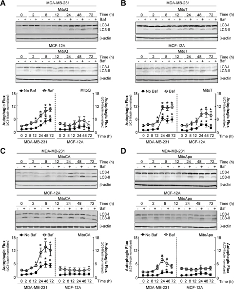 MTA-induced autophagy is selective for MDA-MB-231 cells as compared to MCF-12A cells.