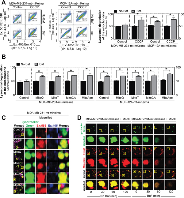 Lysosomal degradation of the mitochondria is selective for MDA-MB-231 cancer cells as compared to MCF-12A healthy cells.