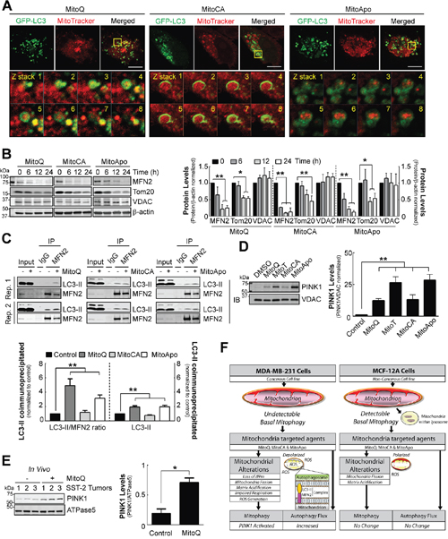 Mitophagy execution via PINK1 accumulation, MFN2/TOM20 reduction and mitophagy signaling in MDA-MB-231 cells in vitro and SST2 tumors in vivo.