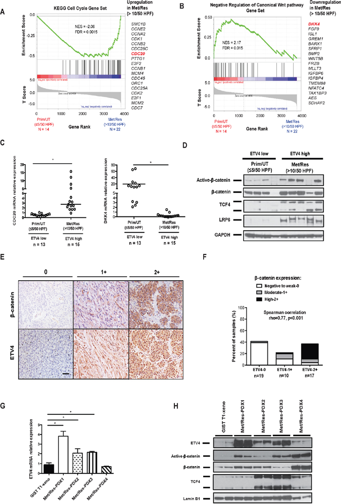 ETV4 upregulation is associated with canonical Wnt activation in human GISTs.