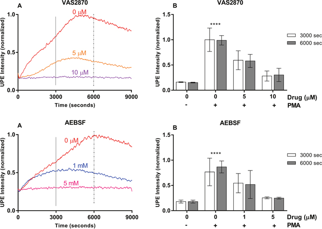 VAS2870 and AEBSF effects on UPE profile in HL-60 cells.