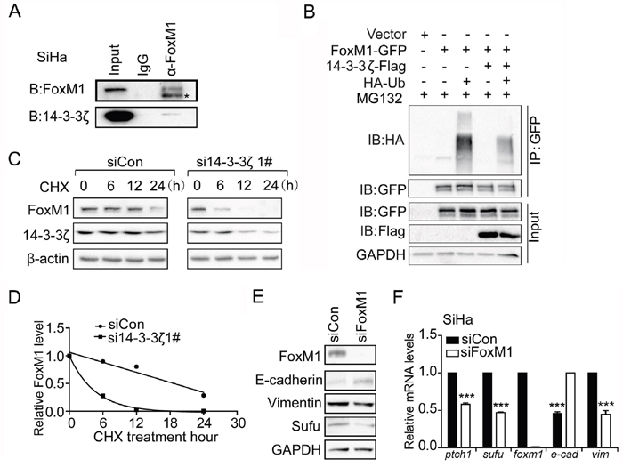 14-3-3&#x03B6; regulates Sufu mRNA level through promoting FoxM1 stability.