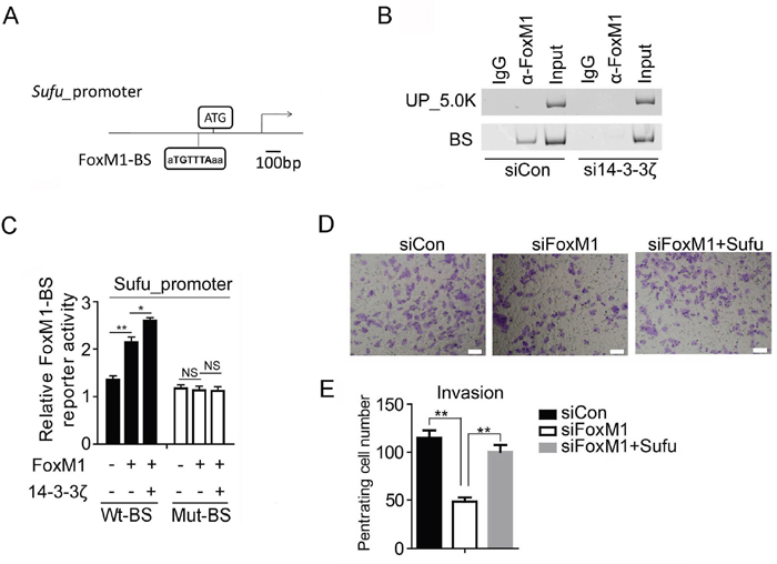 Sufu is a direct downstream target gene of FoxM1.