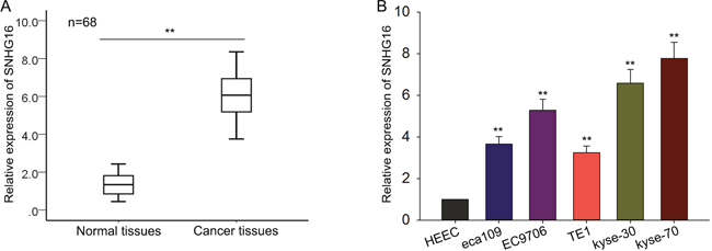 SNHG16 is up-regulated in ESCC tissues and cell lines.