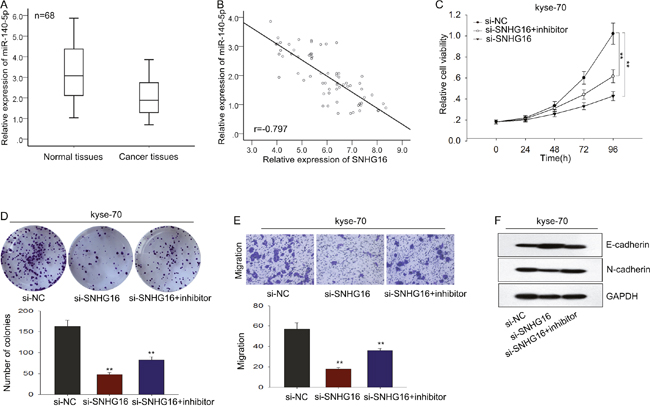 The oncogenic function of SNHG16 in ESCC cells was dependent on miR-140-5p.