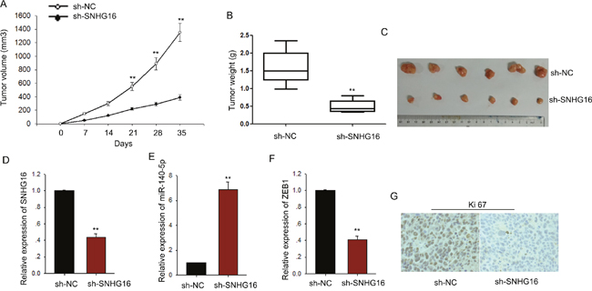 SNHG16 regulated the proliferation of ESCC cells in vivo.