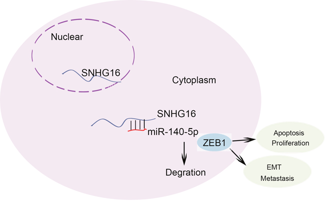 The regulation model description of SNHG16/miR-140-5p/ZEB1 signal pathway.