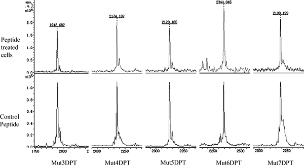 Intracellular detection by mass spectrometry (MS) of the shuttles.