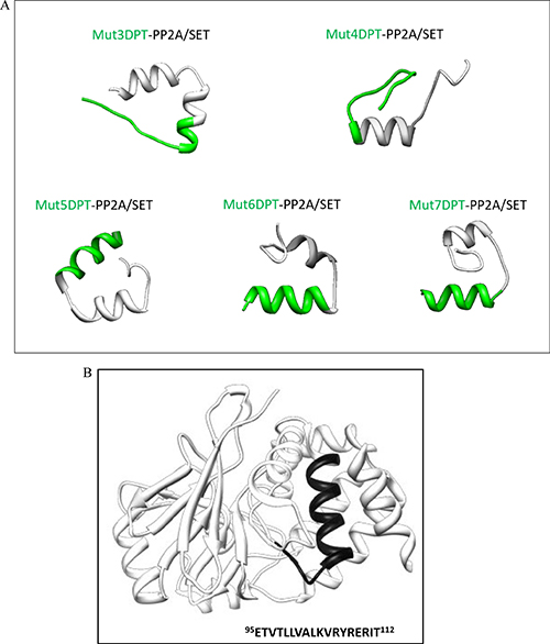 Tertiary structure of the shuttles associated to a cargo.