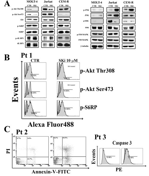 Effect of SKi on the phosphorylation status of signaling pathways controlling survival, proliferation.