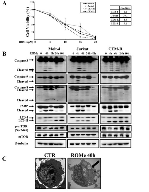 ROMe induces autophagy in Molt-4, Jurkat and CEM-R cells.