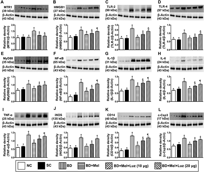 Investigated therapeutic impact on the protein expressions of DAMPs-inflammatory signaling in rat H9C2 cell line (i.e.,